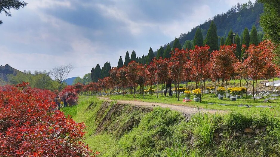 “动了风水，家里要遭灾”？在田间地头迁坟，到底有多难