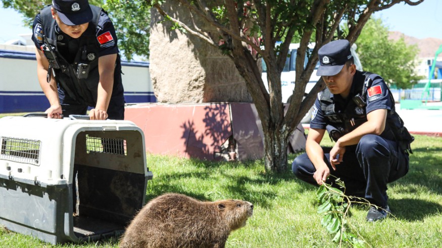 新疆阿勒泰：戍边民警救助国家一级保护野生动物河狸