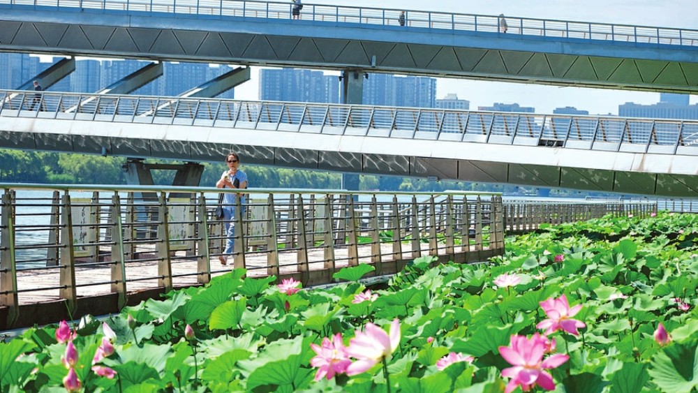 太原汾河景区跻汾桥下荷花次第绽放