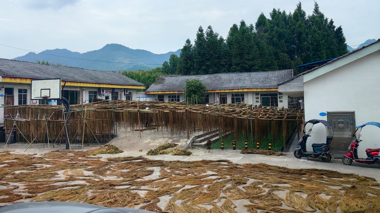 四川大竹县文星镇：麻条“晒”出好钱景