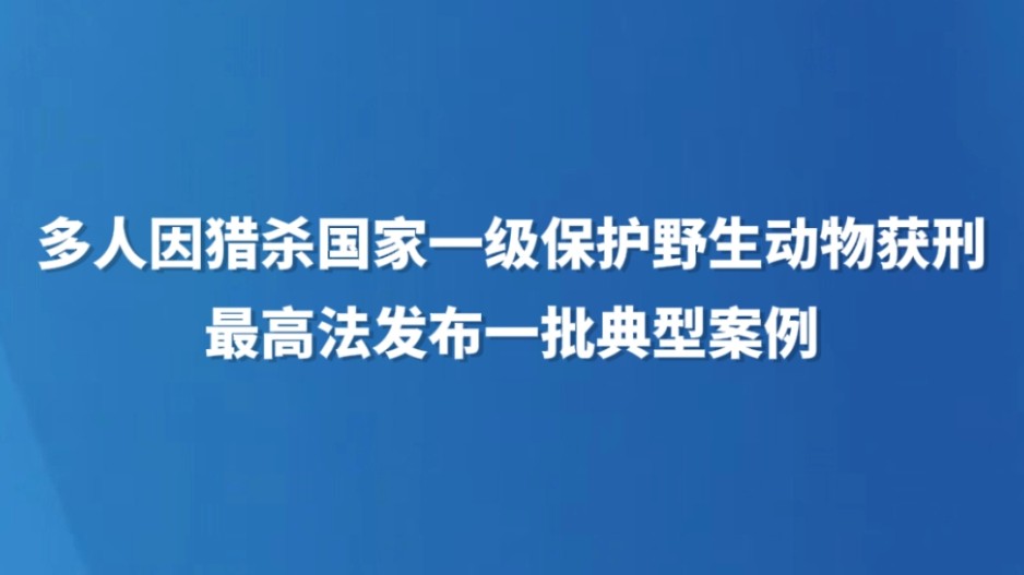 多人因猎杀国家一级保护野生动物获刑 最高法发布一批典型案例