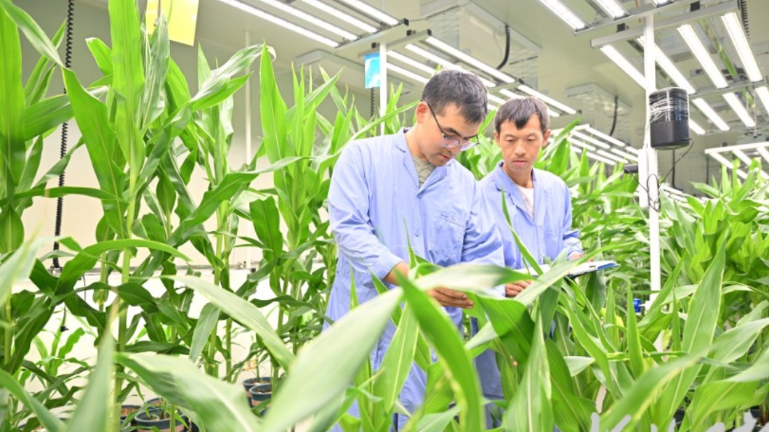 激活农业“芯片” 护航种业振兴——《河北省种业条例》解读