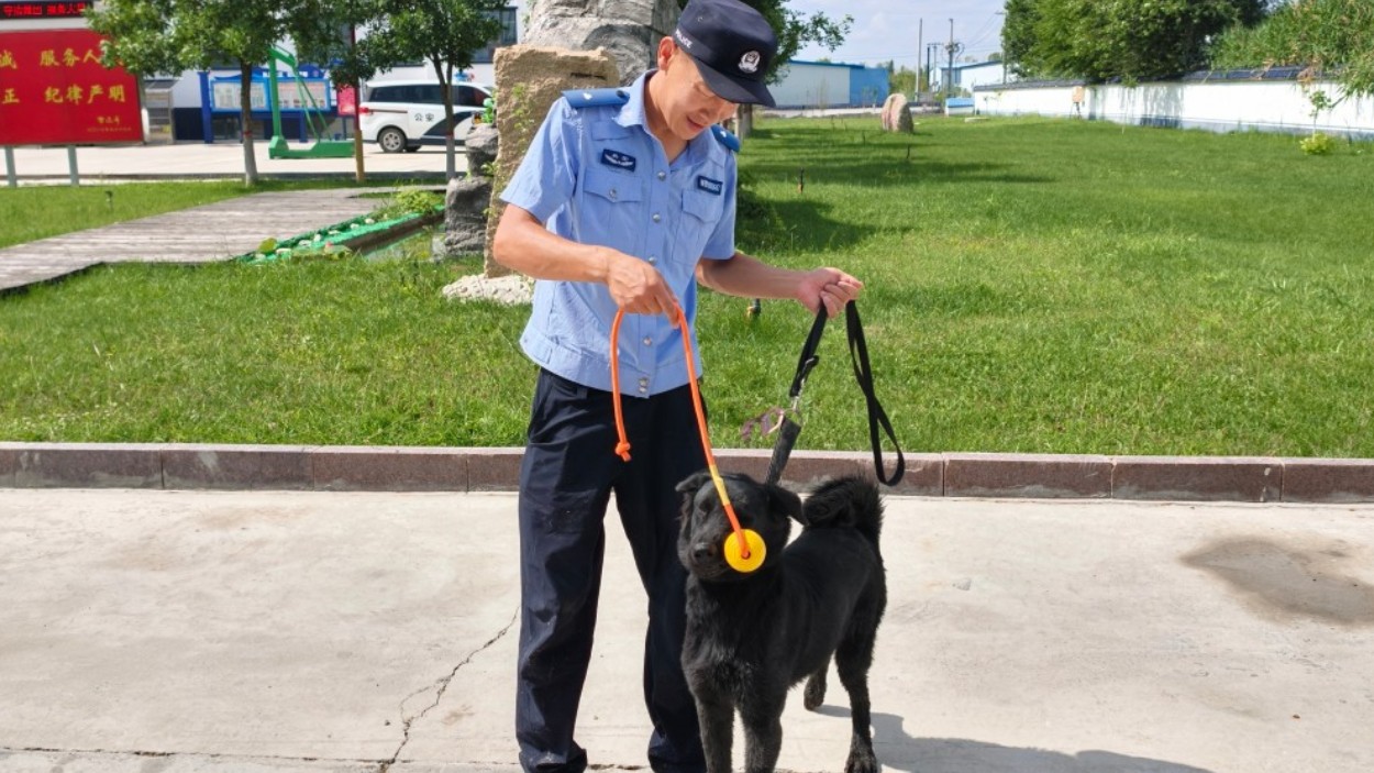 新疆生产建设兵团第十师北屯市公安局本土警犬奔赴疆场守平安