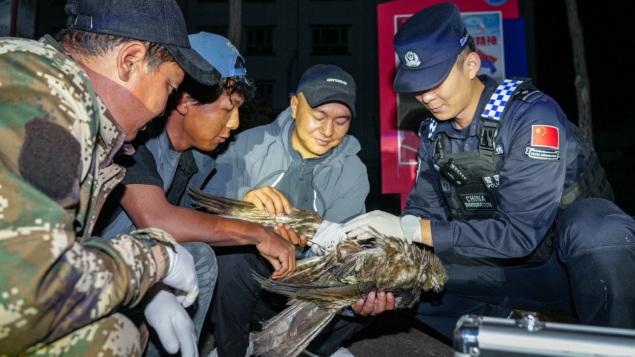 新疆克州边境管理支队吉根边境派出所民警救助国家一级保护动物金雕