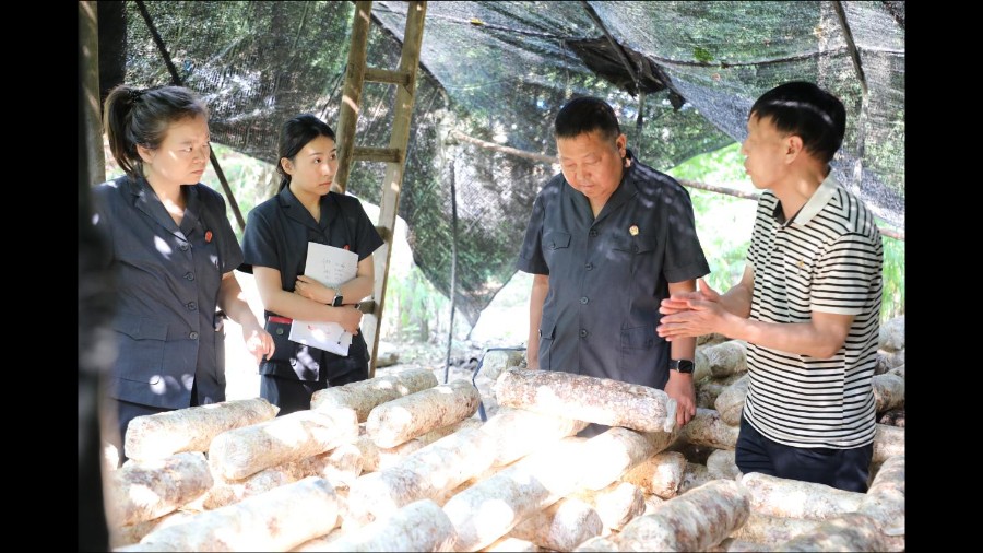河南省南阳市西峡县法院：专家赋能定分止争 司法兴产“菌香果甜”