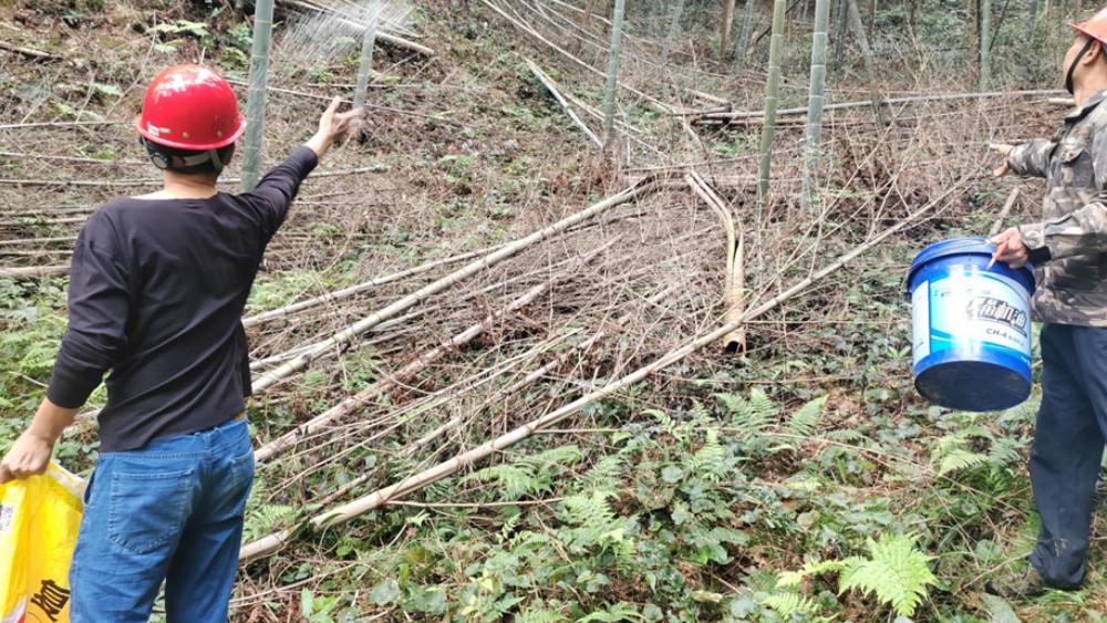 万载锦源林场：深耕国有林改造 绘就生态富民乡村振兴新图景