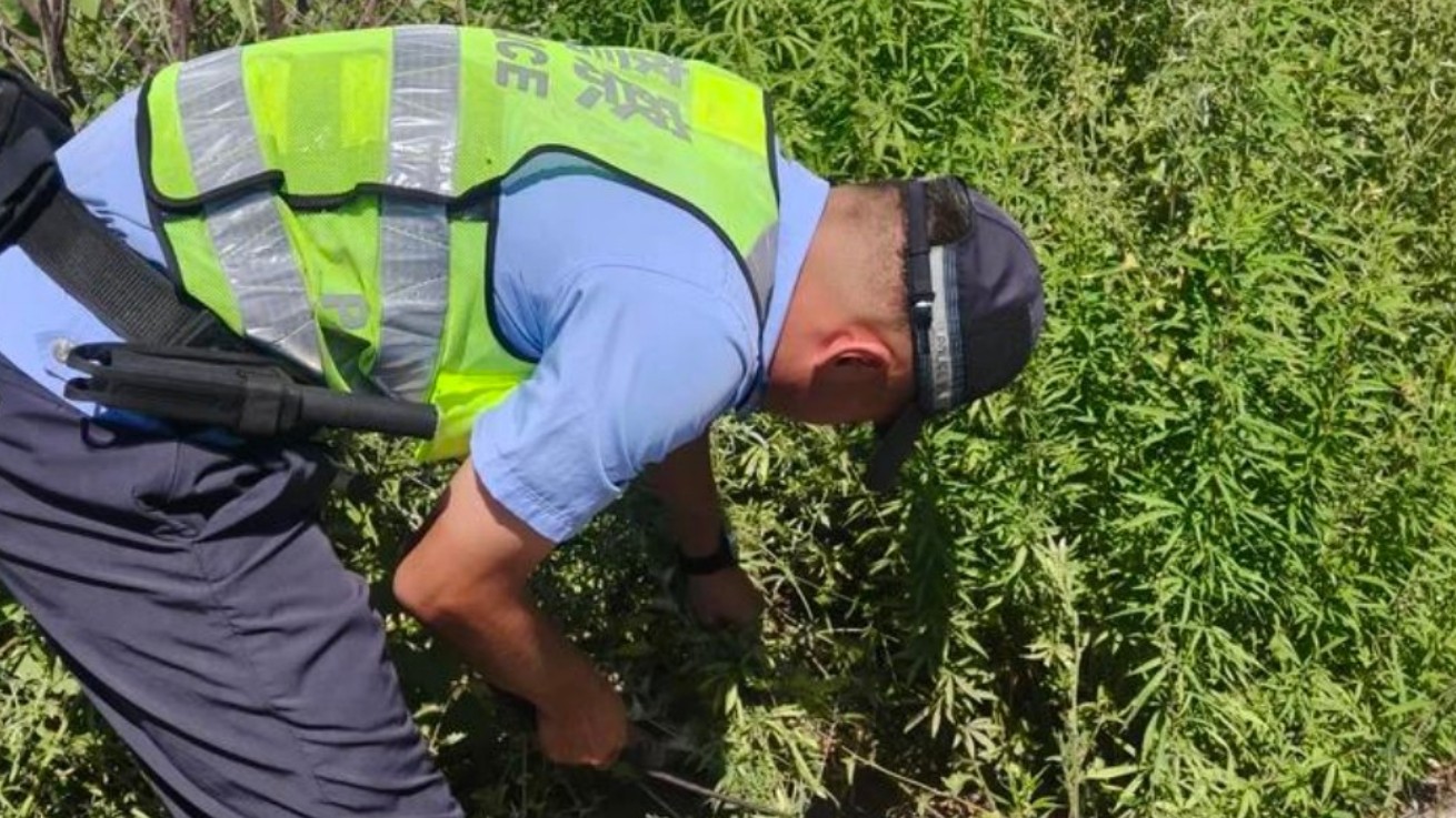 新疆伊宁市公安局英也尔镇派出所：宣传单没白发！警民联手铲除野生大麻300株