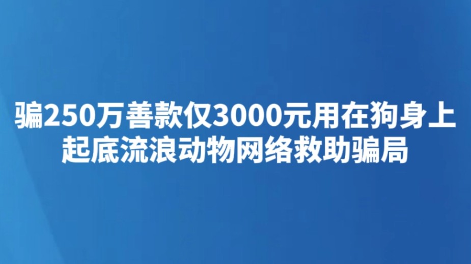骗250万善款仅3000元用在狗身上 起底流浪动物网络救助骗局