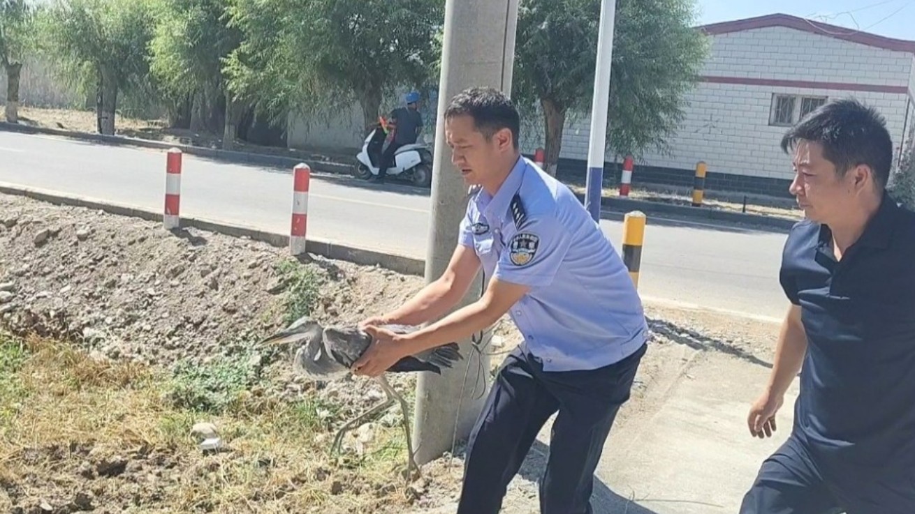 新疆沙雅县公安局救助国家二级保护动物苍鹭 用行动守护生态平安