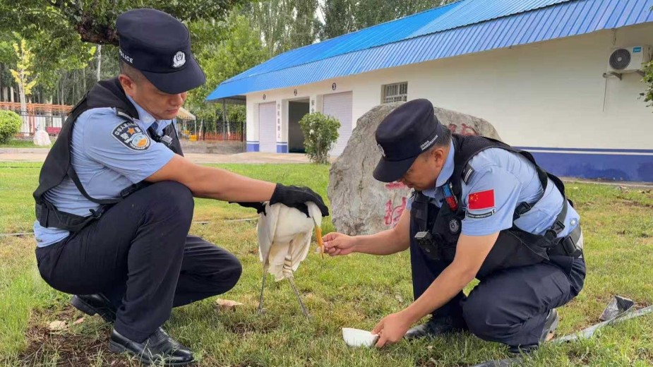 大白鹭受伤落民居 警民接力暖心施救