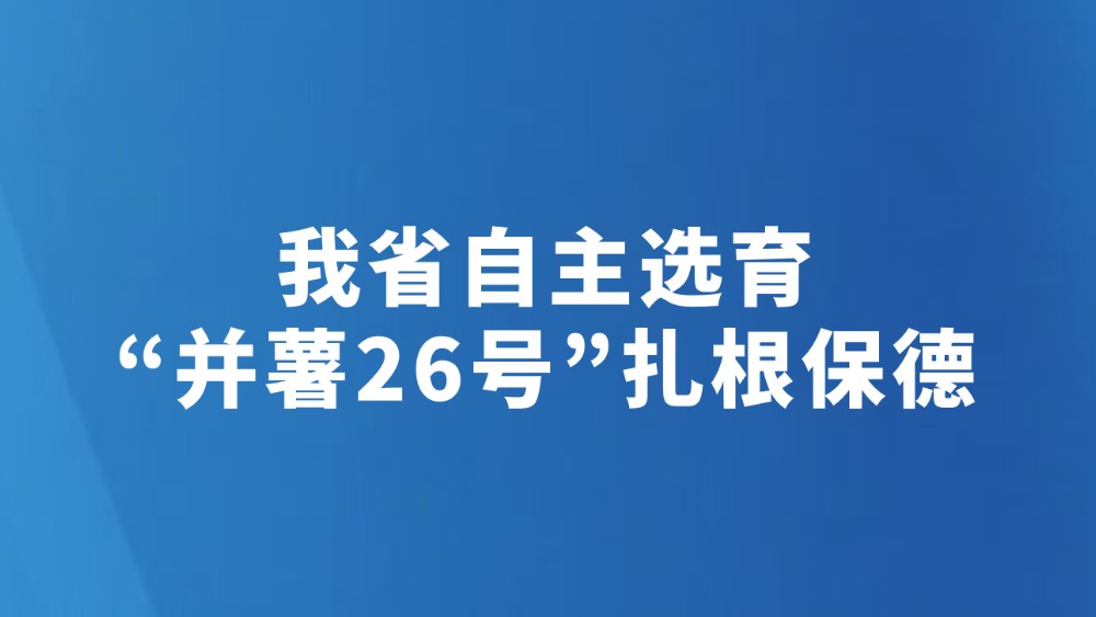 我省自主选育“并薯26号”扎根保德
