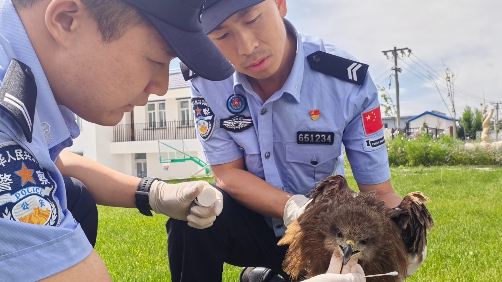 新疆阿勒泰：践行生态警务 救助“落难”黑鸢