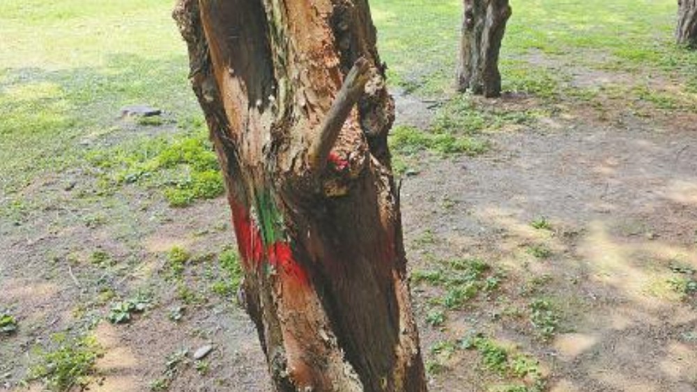 公园要砍掉柏树林修篮球场？ 记者调查证实：虚惊一场！树上刷红漆是为标记边界