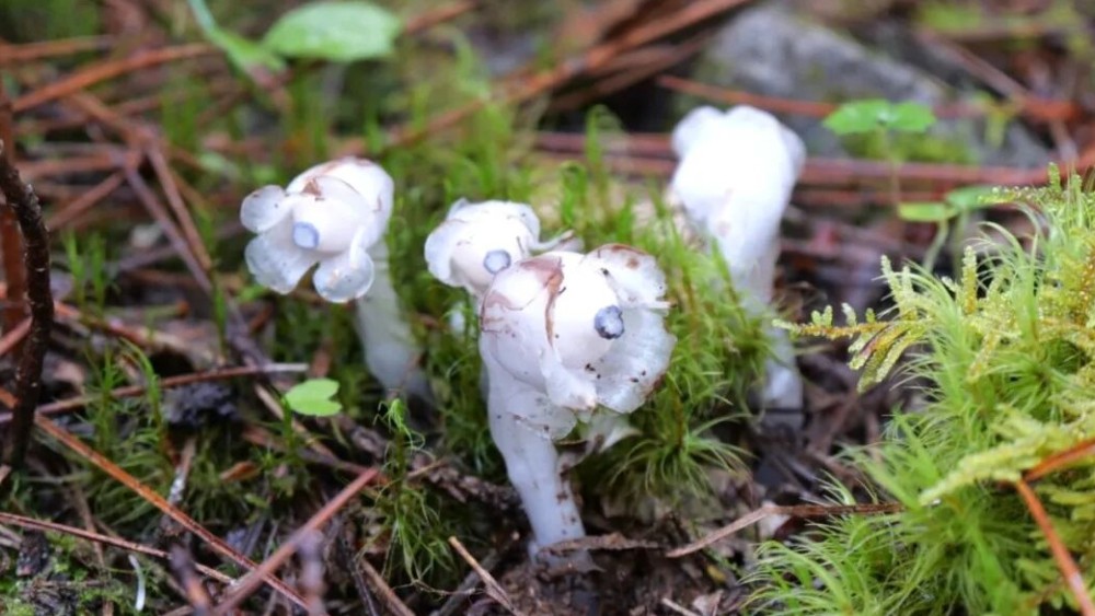 大理鹤庆县再次发现国家近危级珍稀植物水晶兰