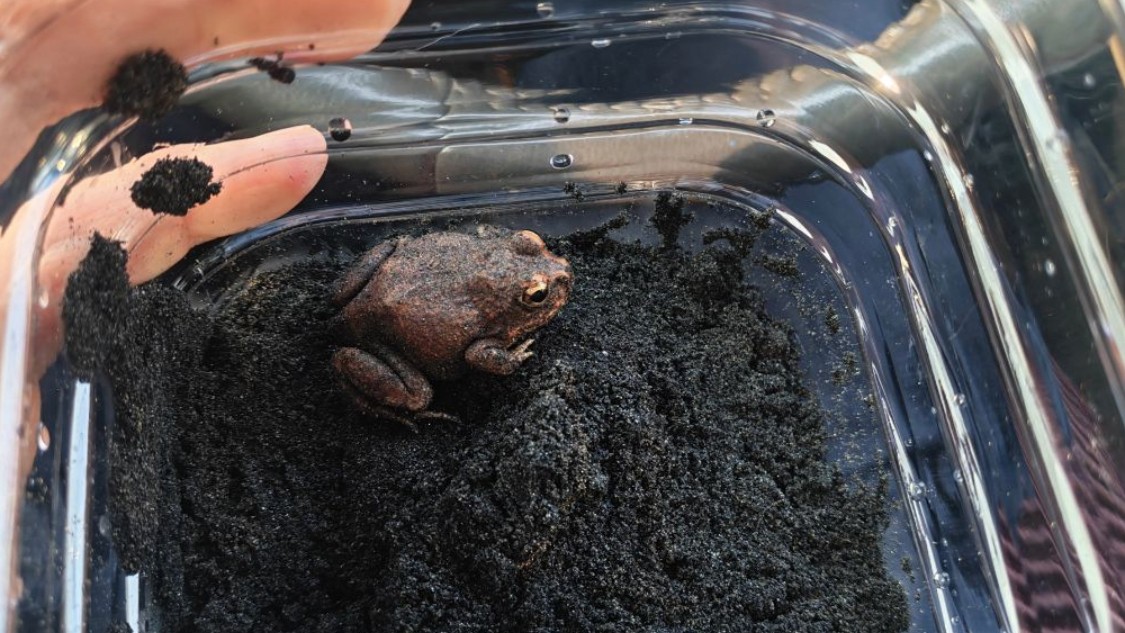 严防外来生物入侵 大理石沙蛙在中国口岸截获