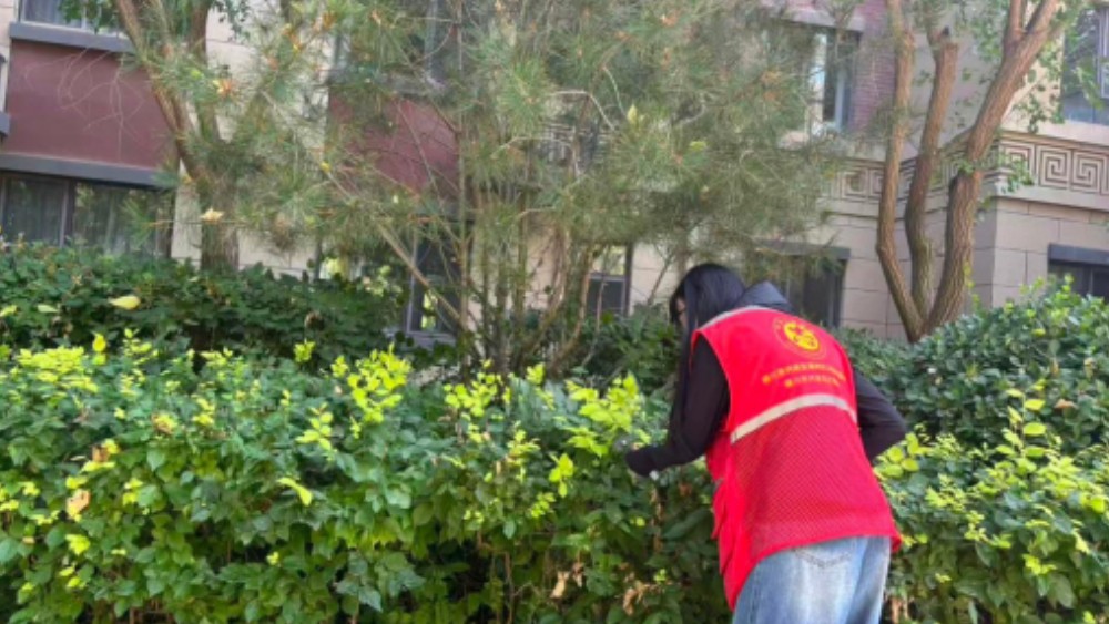 银川市兴庆区玺悦社区：踏查绿植隐患铲除毒品原株 筑牢禁毒防线守护平安社区