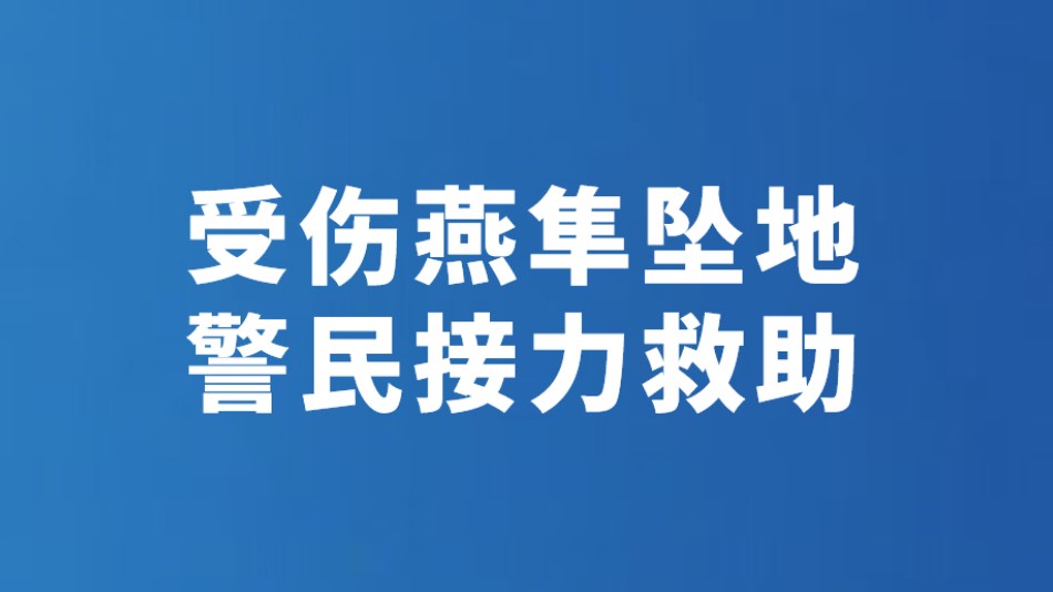 受伤燕隼坠地 警民接力救助