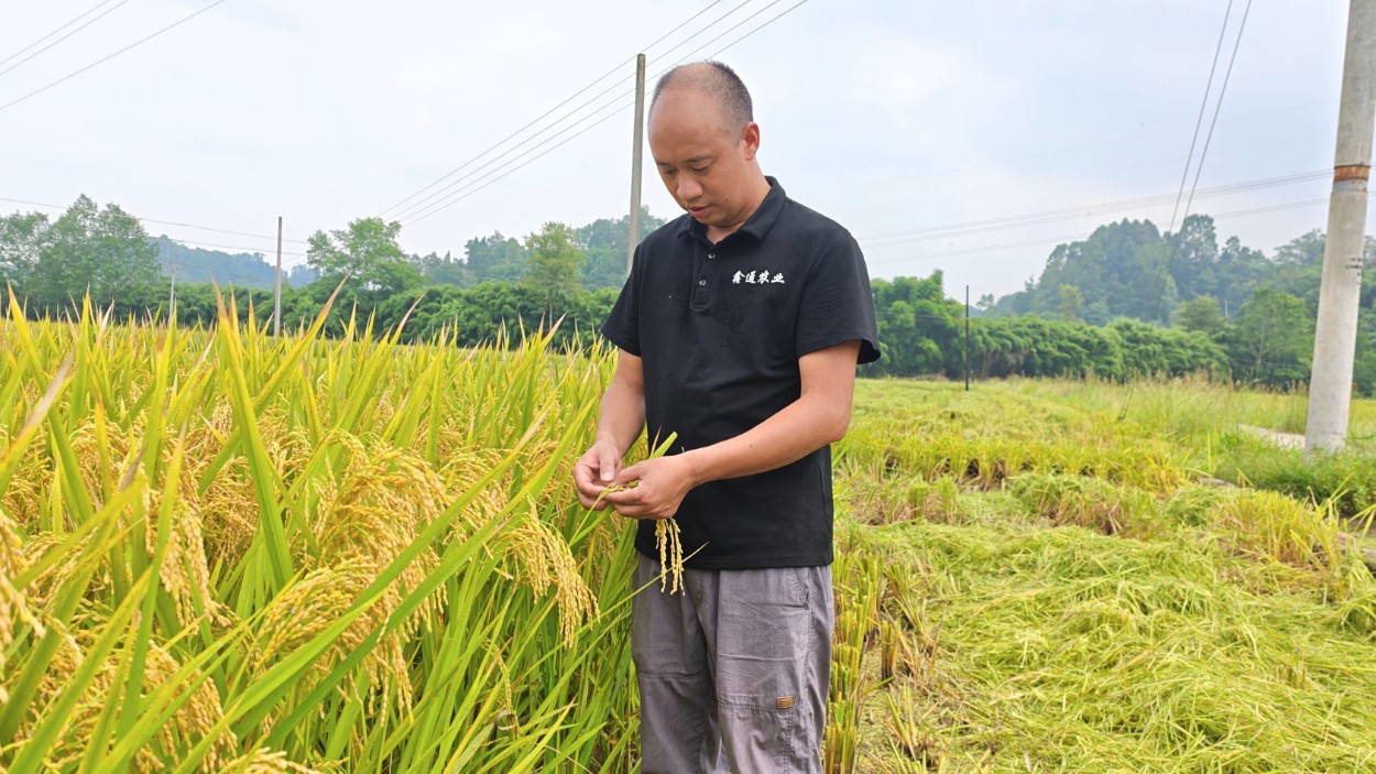 80后新农人张化春：用“科技范儿”种好丘陵粮