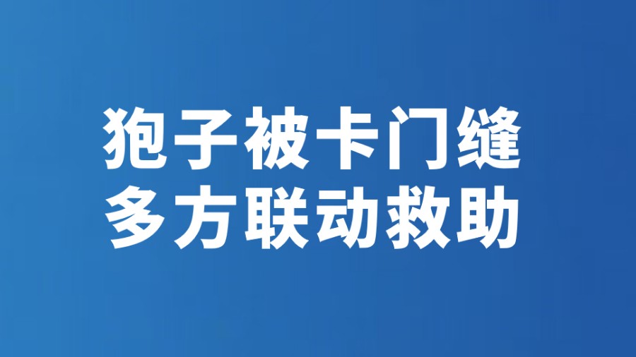 狍子被卡门缝 多方联动救助