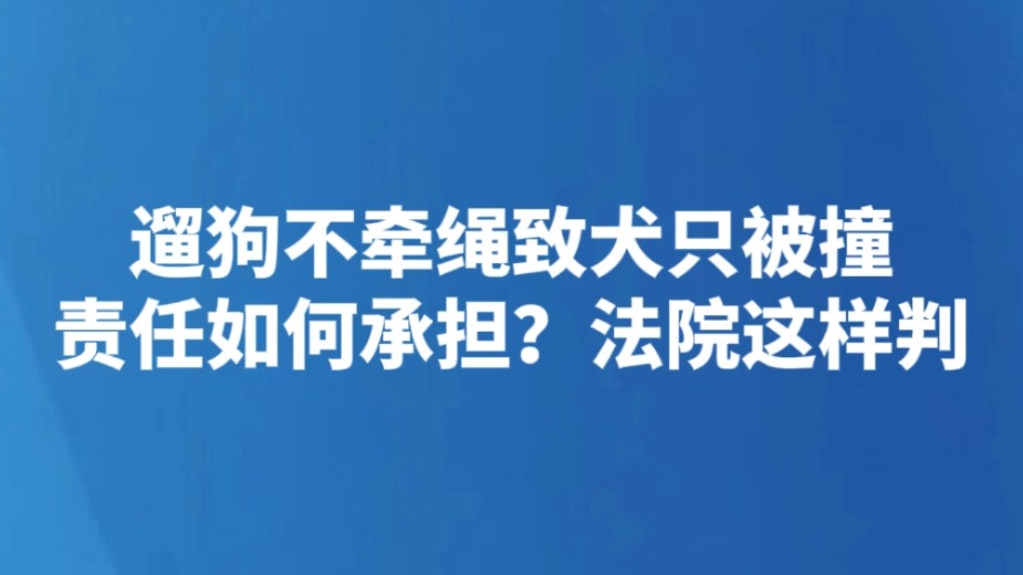 遛狗不牵绳致犬只被撞 责任如何承担？法院这样判