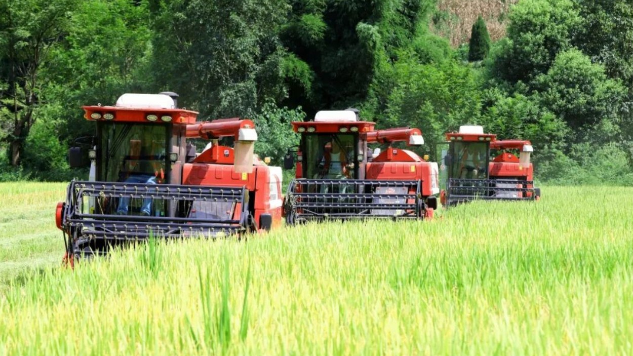 颗粒归仓！达州通川区18.8万亩水稻收割开镰