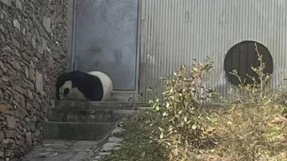 爱大熊猫，不能造谣