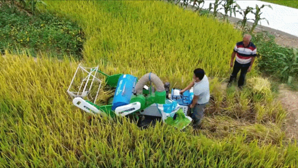 四川宣汉县山地迎来机械化秋收