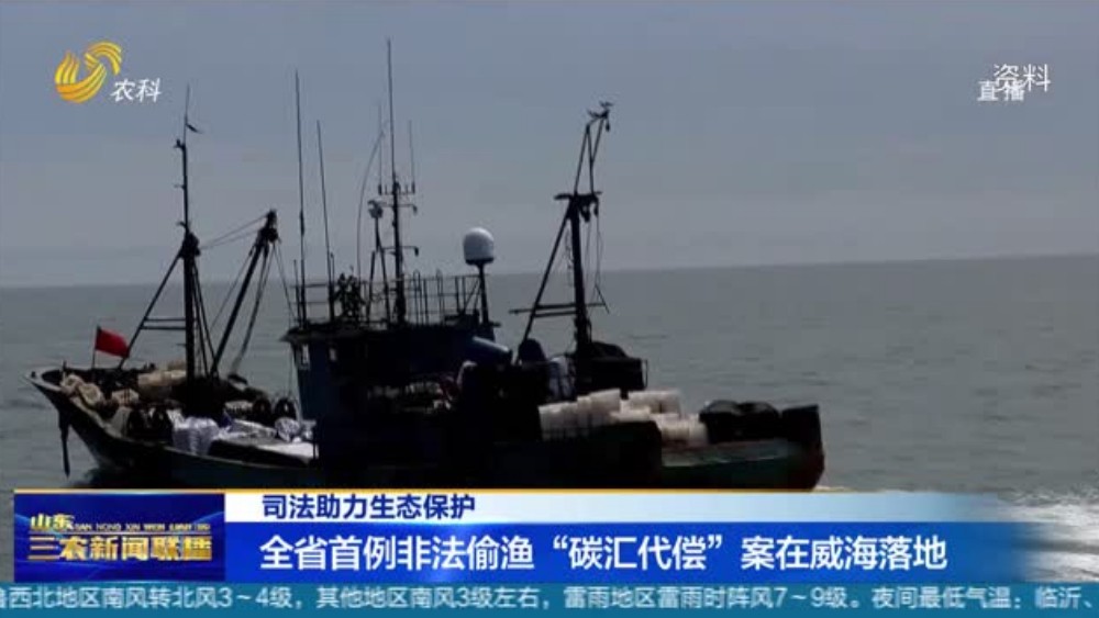 全省首例非法偷渔“碳汇代偿”案在威海落地