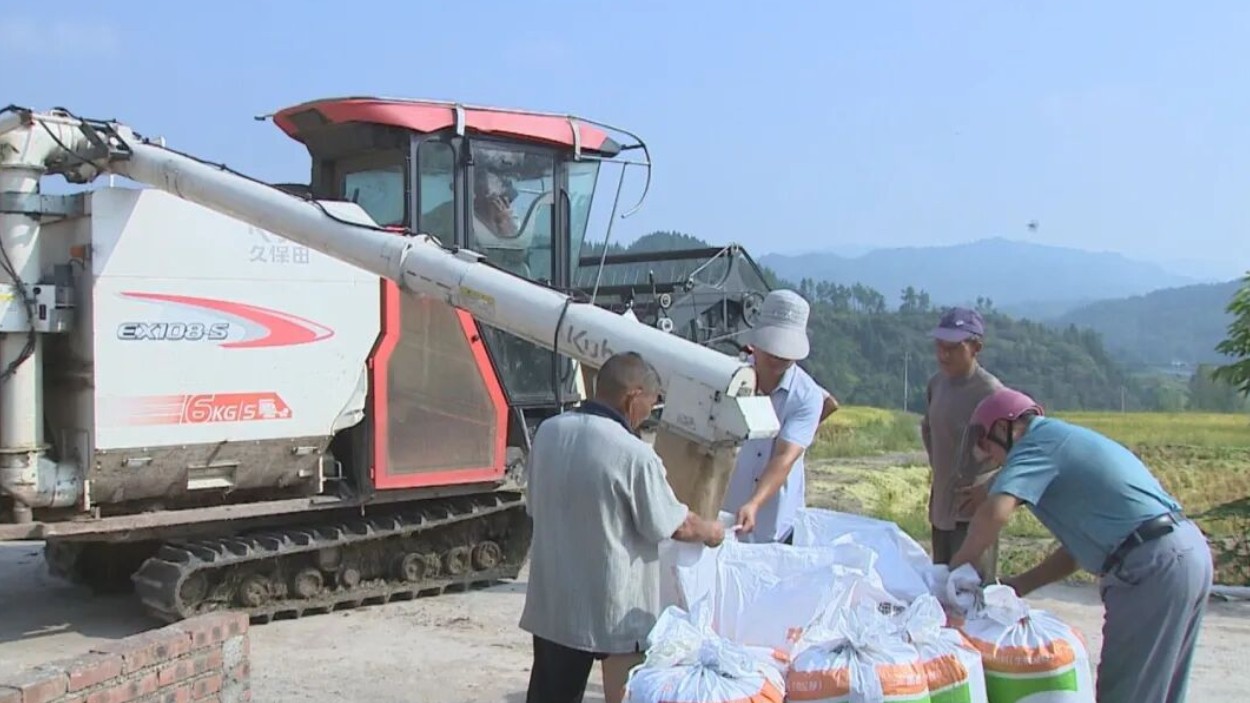 90万斤！四川开江县高海拔生态“贡米”开启丰收季