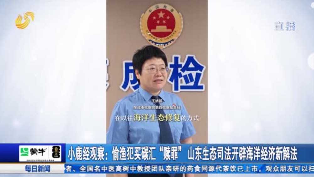 小鹿经观察：偷渔犯买碳汇“赎罪”山东生态司法开辟海洋经济新解法