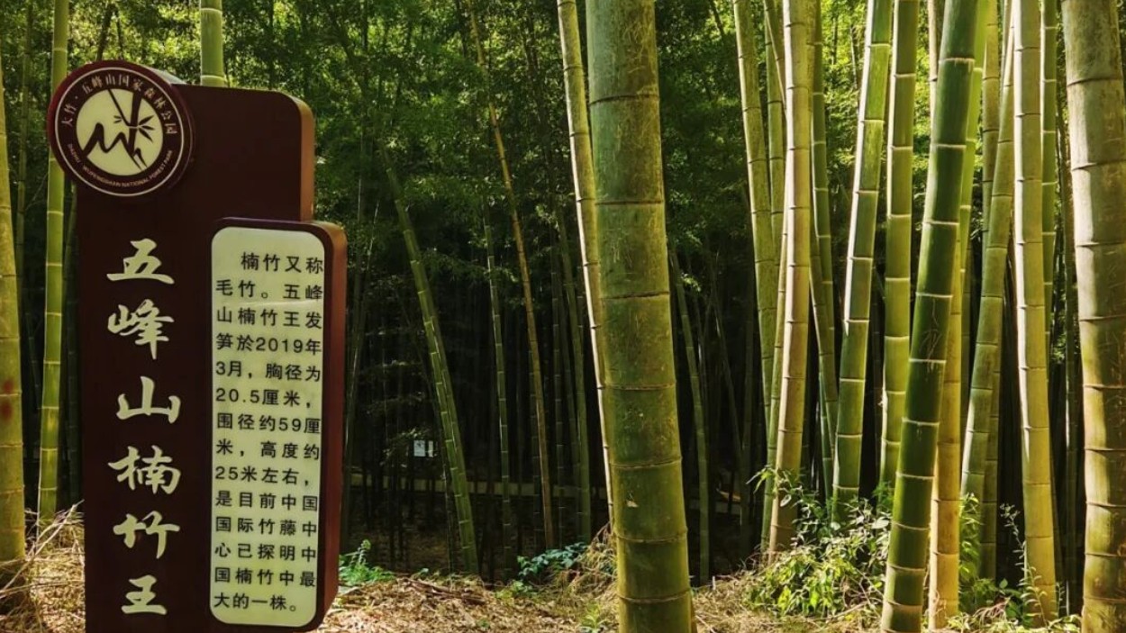 “中国楠竹王”印证“大竹竹大”千年之名非虚传