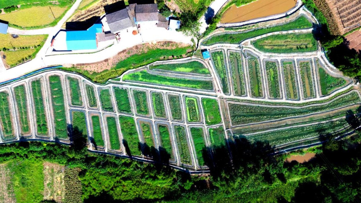 达川区大堰镇堰坝村：稻黄蛙肥迎丰年