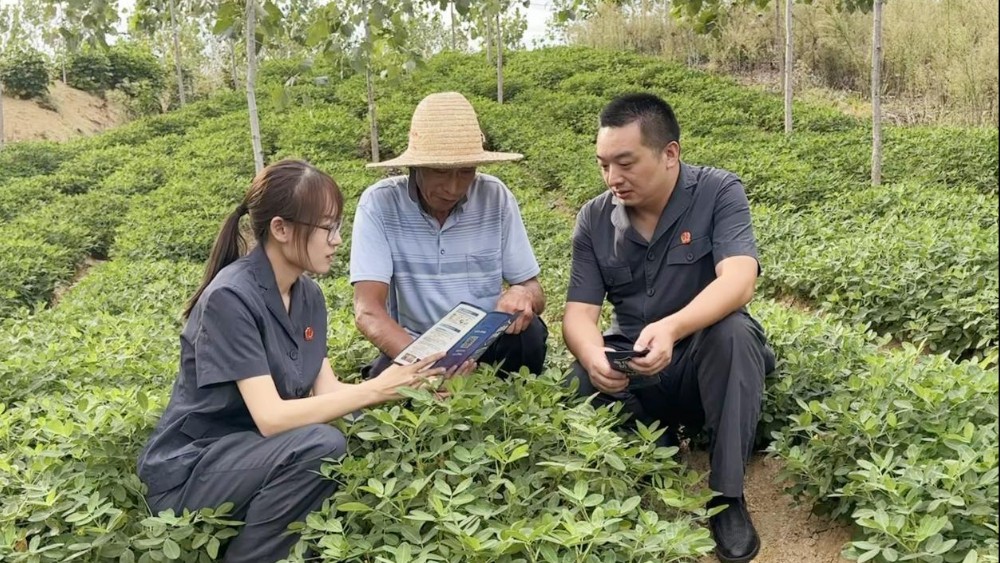 河南省南阳市桐柏县法院：白露秋收正当时 花生田里开起普法课