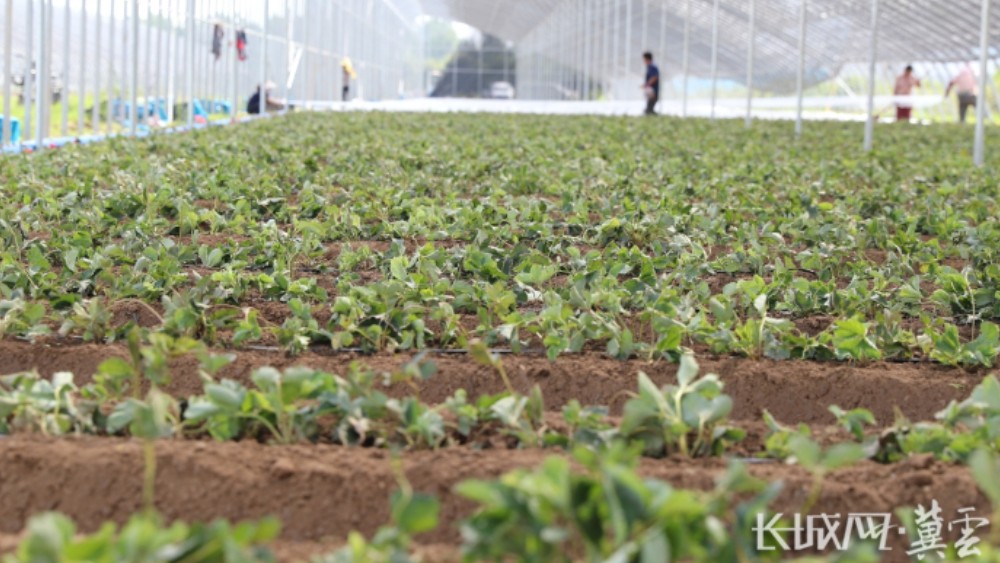 保定顺平县：抢抓农时栽新苗 大棚育出莓好景