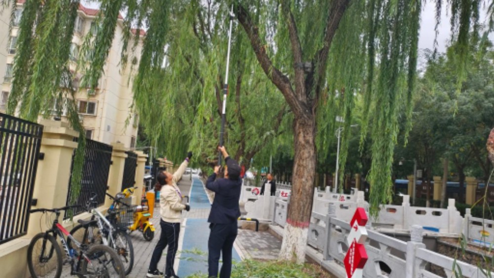 银川市兴庆区东方社区：修剪垂枝消隐患 守护视线保安全