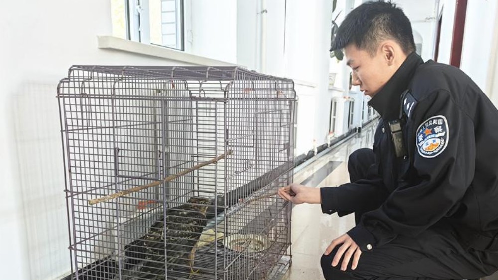 “鹰隼”落难 警民暖心救助“空中猎手”