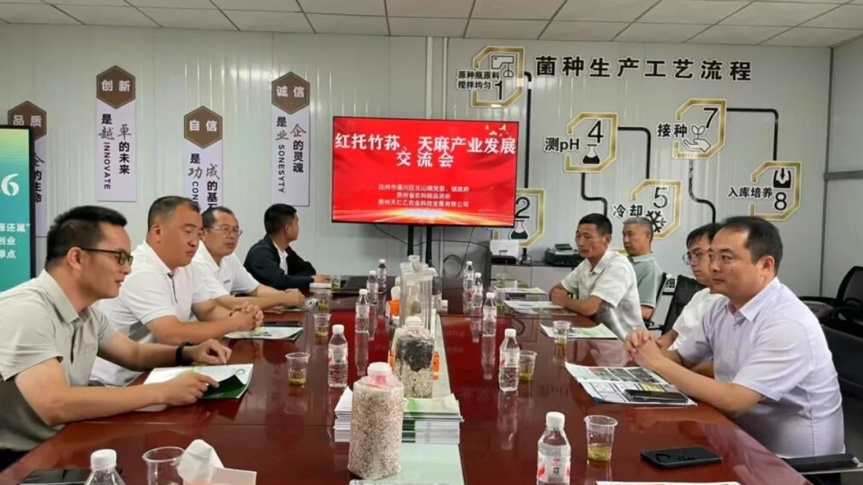 通川区石龙村：试种竹荪谋增收，解锁特色产业富民兴村新密码