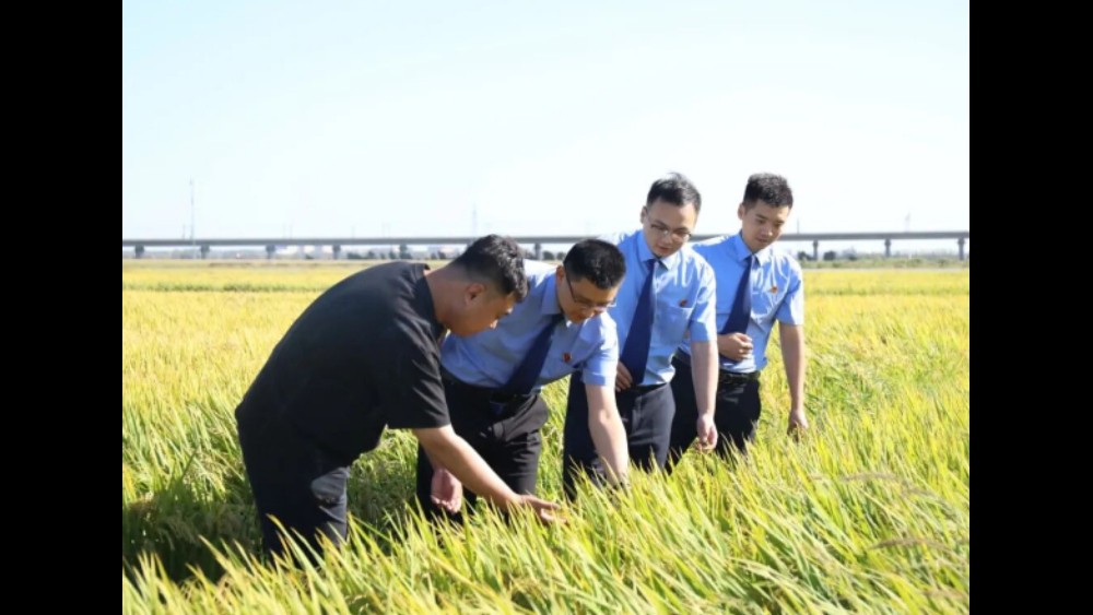 当“检察蓝”走进“稻穗黄” 吉林九台检察把知识产权防护网织进“九台贡米”产业链