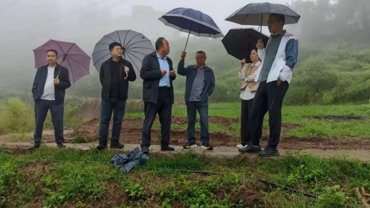 农技下乡精准赋能 助力香菜产业提质增效