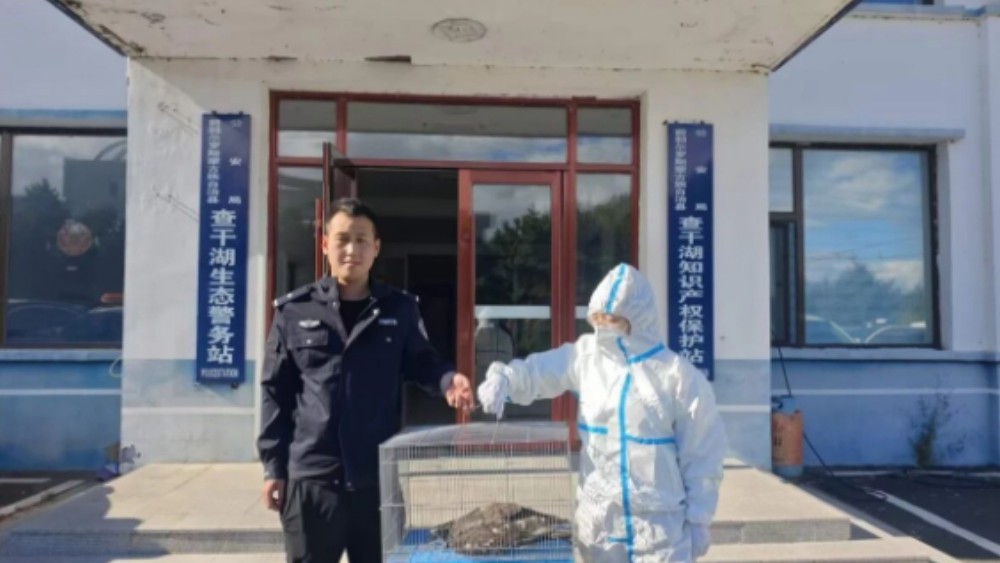 首次出现在吉林查干湖的“稀客”受伤了 幸好遇到了巡逻民警