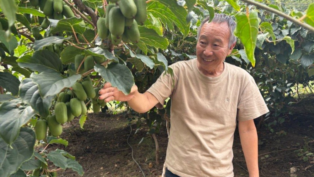 我们的田野丨前南峪的软枣猕猴桃熟了