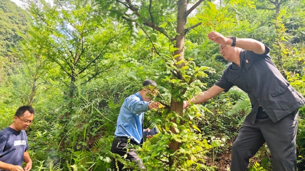 受损山林重焕生机 南郑区法院联合开展补植复绿生态修复现场验收