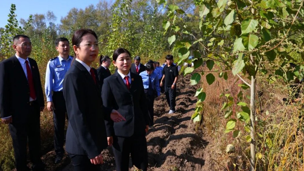 从“毁林人”到“护林人”：一纸判决之后，齐齐哈尔法院与多部门联合林间“验绿”