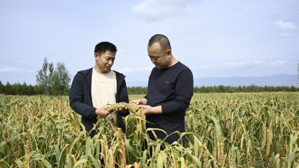 一线见闻丨“张杂谷”走俏，没收割就被抢订