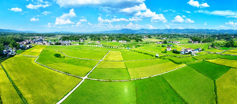 四川省达州市达川区：高标准农田绘就秋日壮美“丰”景