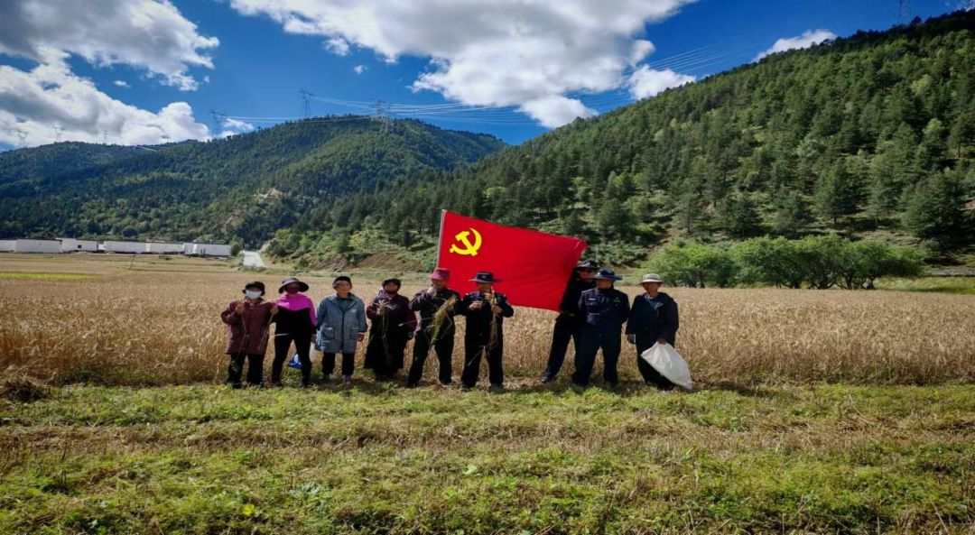 【共富警务】青稞熟了！这个党支部的民辅警把助农抢收与法治护航送到地头田间！