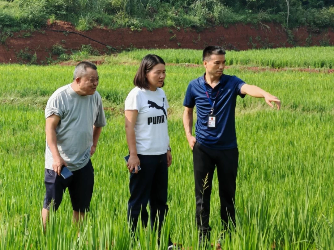 资阳：紧盯宅基地审批监管 严查快处护民安居