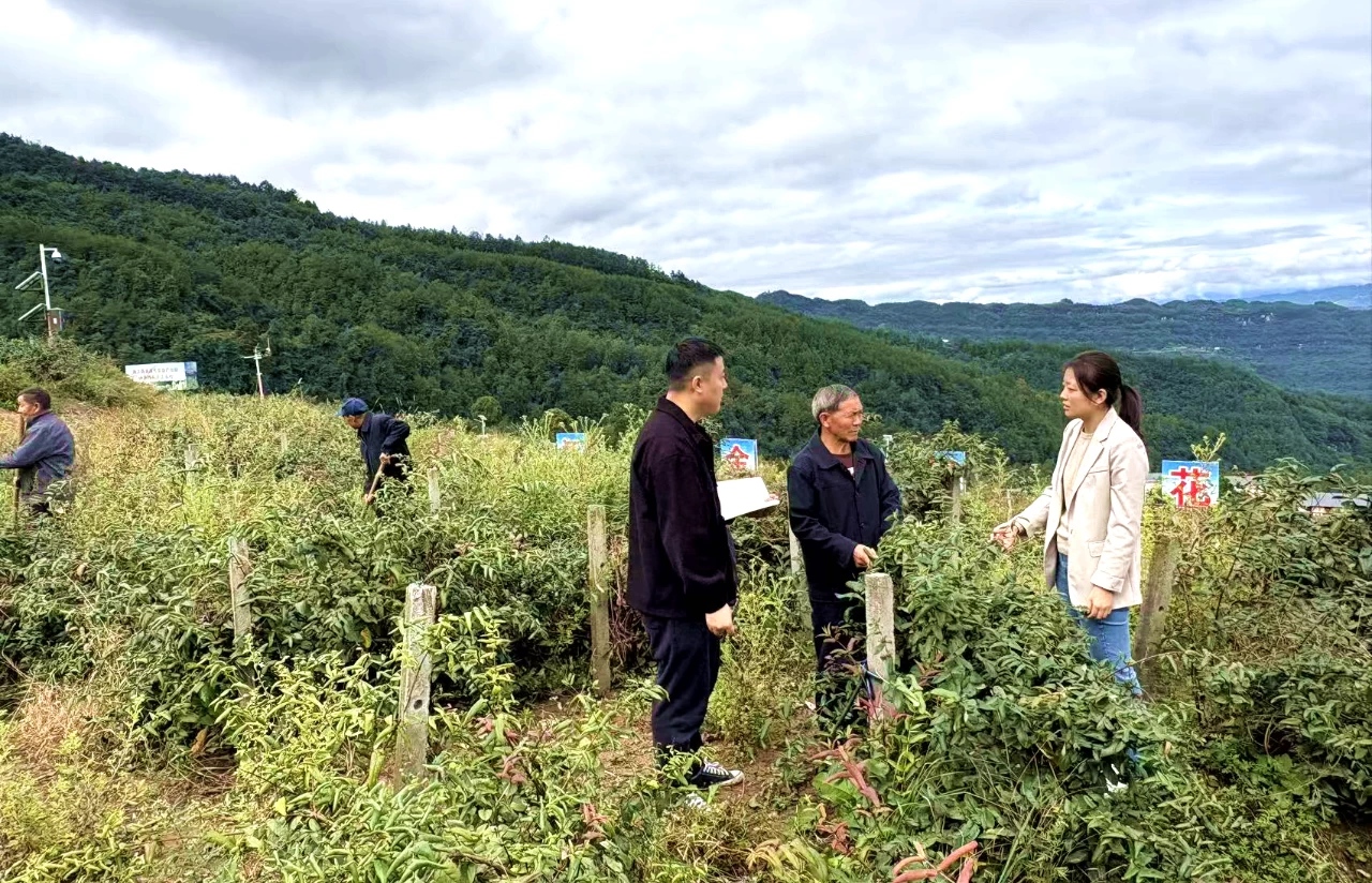 南江县：迟到的土地流转费到账了