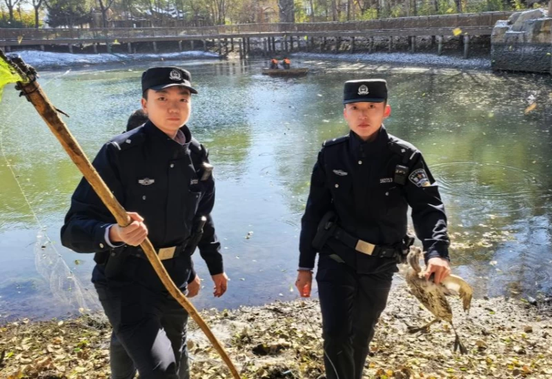 “萌”禽出没 黑龙江省林区民警暖心救助“迷路”鸊鷉