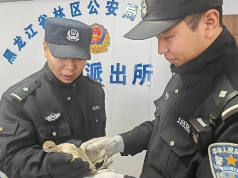 黑龙江省林区公安局通北分局：“警察蓝”守护“生态绿” 落难“小可爱”得到妥善救助